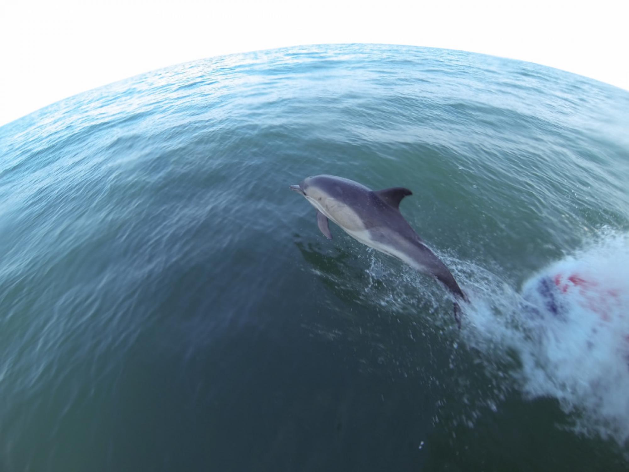 Common Dolphin Newquay Cornwall UK